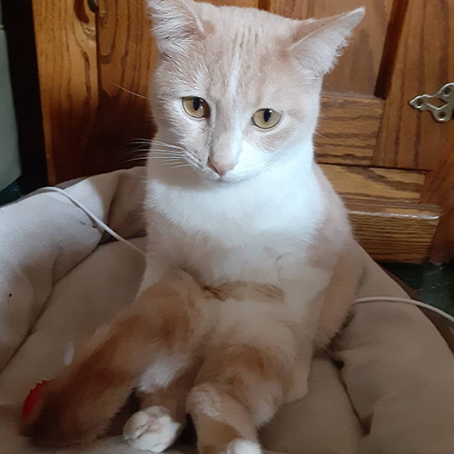 ginger and white rescue cat with twisted hind legs