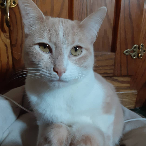 ginger and white rescue cat with twisted hind legs