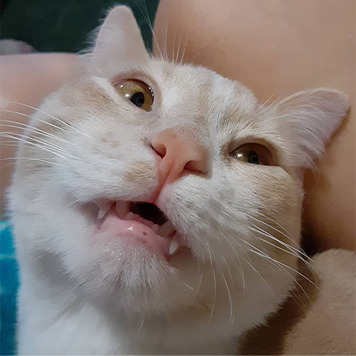 ginger and white rescue cat with twisted hind legs