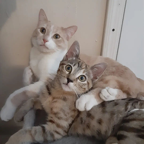 ginger and white rescue cat with twisted hind legs