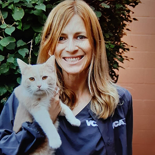 ginger and white rescue cat with twisted hind legs