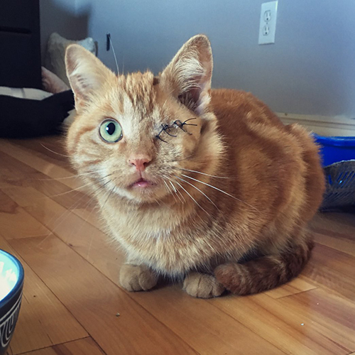 one eyed ginger rescue cat