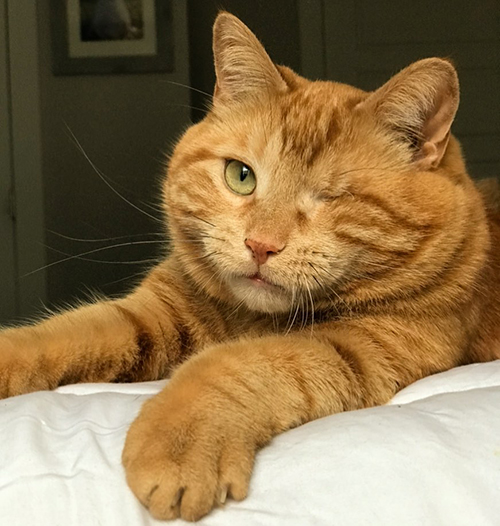 one eyed ginger rescue cat