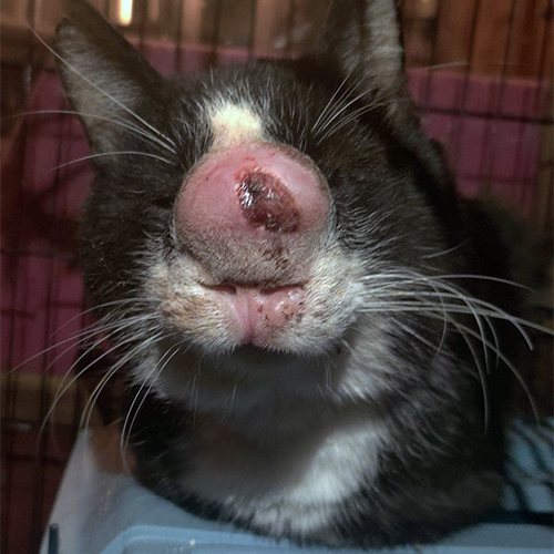 black and white rescue cat with cryptococcosis