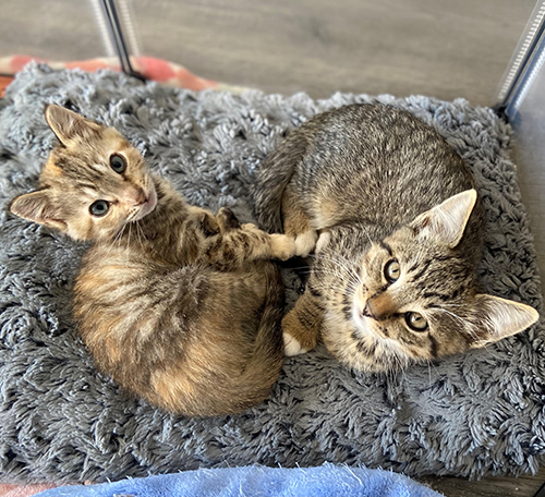 tabby and white cat with Mucolipidosis Type II (I-Cell Disease)