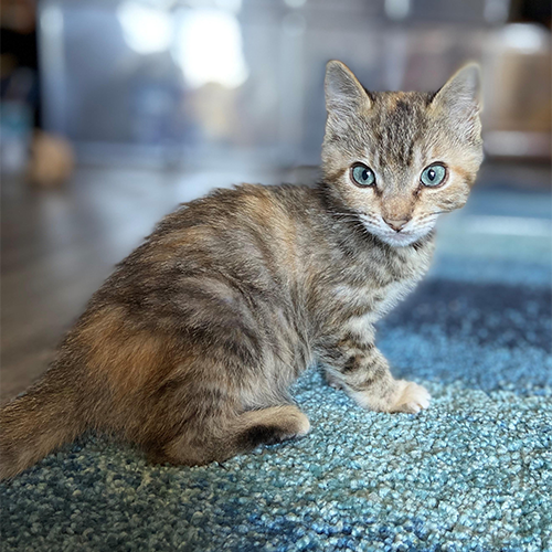 tabby and white cat with Mucolipidosis Type II (I-Cell Disease)