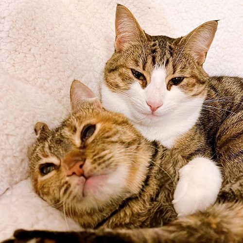 tabby and white cat with Mucolipidosis Type II (I-Cell Disease)