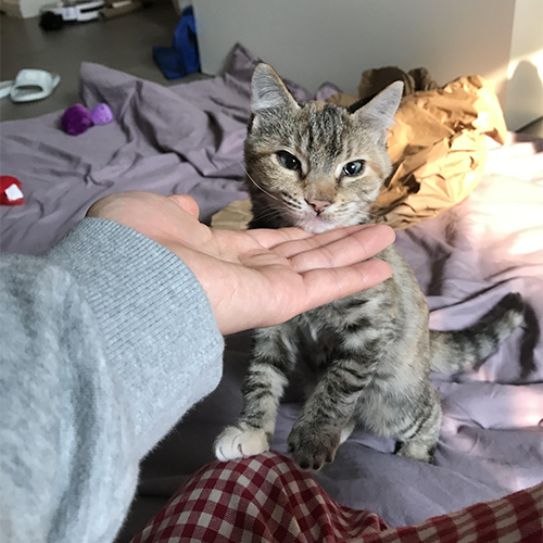 tabby and white cat with Mucolipidosis Type II (I-Cell Disease)