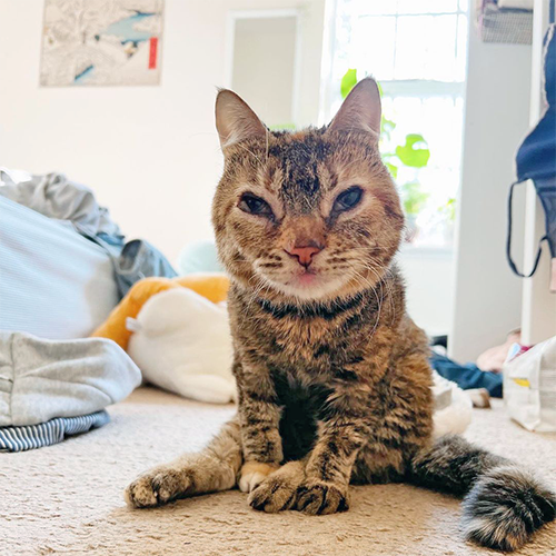 tabby and white cat with Mucolipidosis Type II (I-Cell Disease)