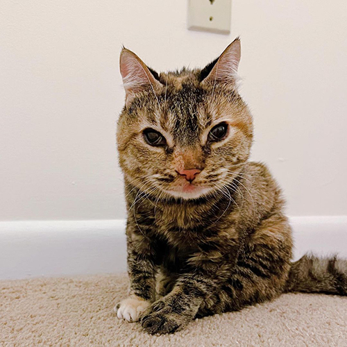 tabby and white cat with Mucolipidosis Type II (I-Cell Disease)