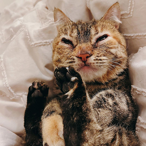 tabby and white cat with Mucolipidosis Type II (I-Cell Disease)