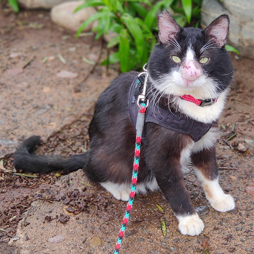 black and white rescue cat with cryptococcosis