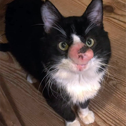 black and white rescue cat with cryptococcosis