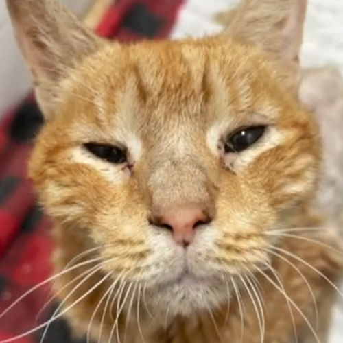 You Won’t Believe The Incredible Transformation This Senior Cat Made ...