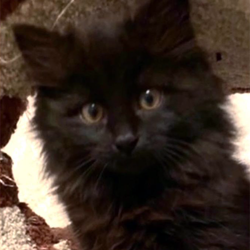 black and white chimera cat with vitiligo