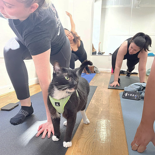 black and white tuxedo rescue fiv cat